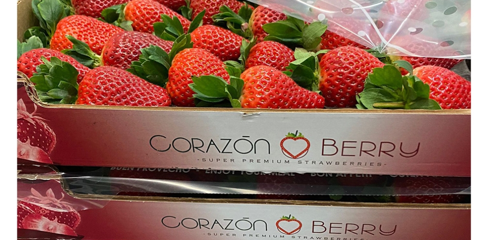 Llegan las fresas a Frutas La Juaida