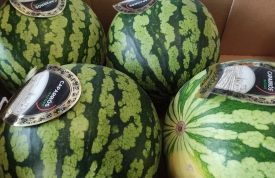 Llegan las primeras sandías a Frutas La Juaida