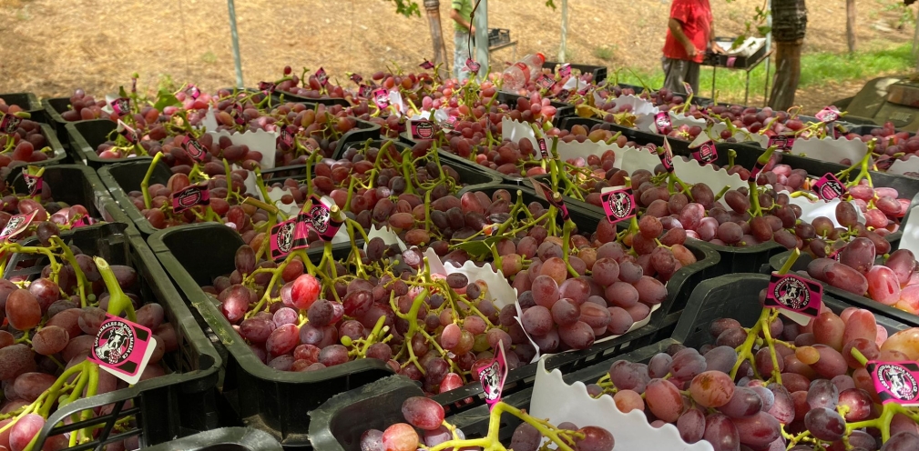 Uva de mesa Crimson