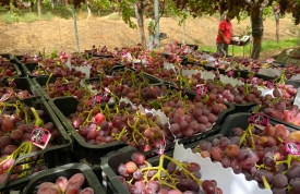 Uva de mesa Crimson