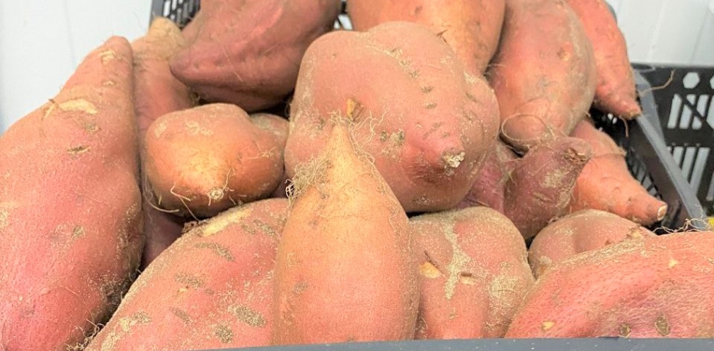 Hay boniatos