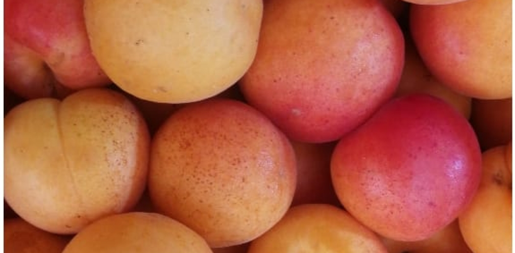 Descubre los albaricoques de Frutas La Juaida