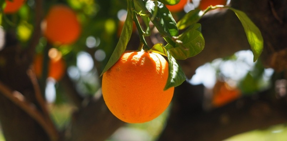 La naranja, un tesoro de invierno