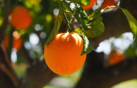 La naranja, un tesoro de invierno