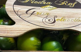 Tomate Piedra Raf GRAN SELECCIÓN